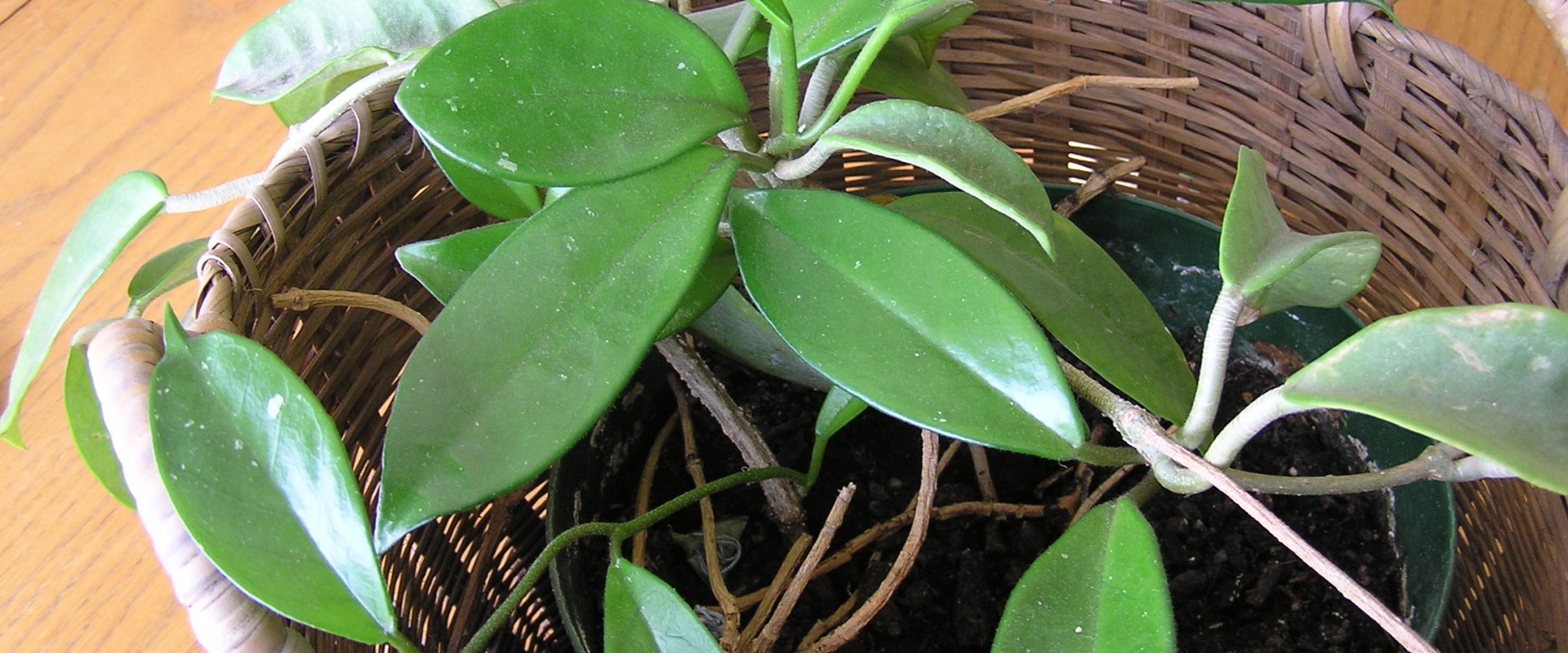 Are lipstick plants hoyas?